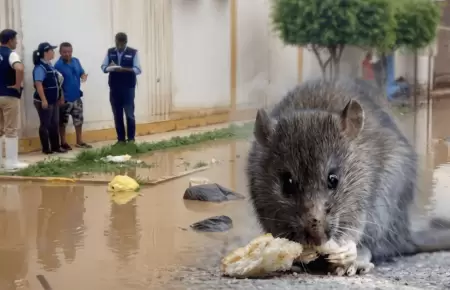 Lambayeque: 7 casos de leptospirosis y m�s de 130 sospechosos