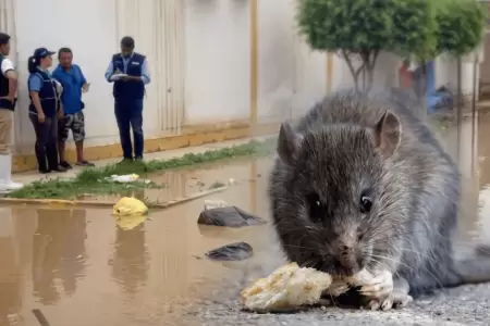 Lambayeque: 7 casos de leptospirosis y m�s de 130 sospechosos