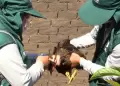 Detectan brotes aislados de influenza aviar en Lambayeque: al menos 128 aves murieron