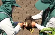 Detectan brotes aislados de influenza aviar en Lambayeque: al menos 128 aves murieron