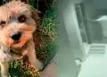 Piura: Suboficial de la PNP es denunciado por asesinar de un disparo a un perro