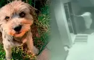 Piura: Suboficial de la PNP es denunciado por asesinar de un disparo a un perro
