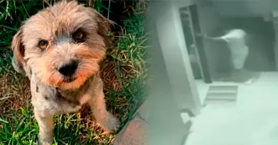 La mascota se encontraba marcando territorio.