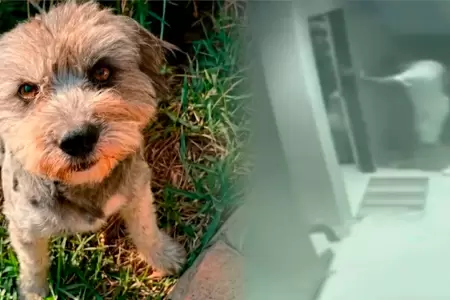 La mascota se encontraba marcando territorio.