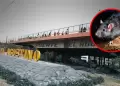 El Agustino: Roedores en Puente Nuevo genera alerta entre vecinos y comerciantes