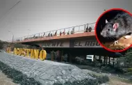 El Agustino: Roedores en Puente Nuevo generan alerta entre vecinos y comerciantes