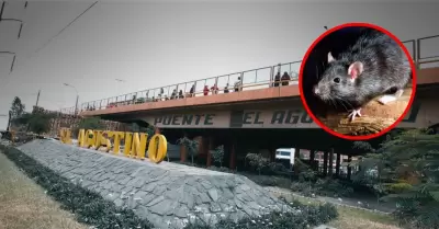 Roedores en Puente Nuevo