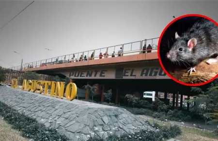 Roedores en Puente Nuevo