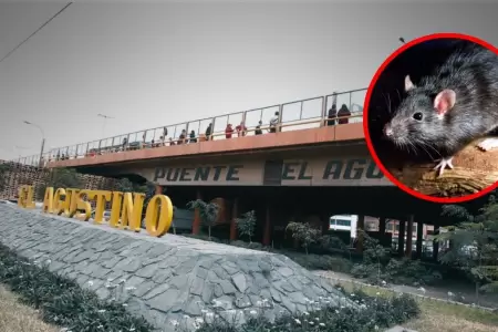 Roedores en Puente Nuevo
