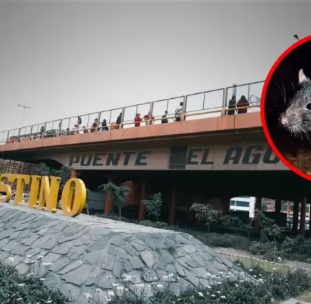 Roedores en Puente Nuevo