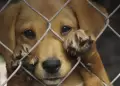 Congreso: Actos de crueldad contra animales dom�sticos y silvestres tendr�n condenas de hasta 8 a�os de c�rcel