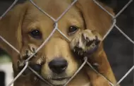 Congreso: Actos de crueldad contra animales dom�sticos y silvestres tendr�n condenas de hasta 8 a�os de c�rcel