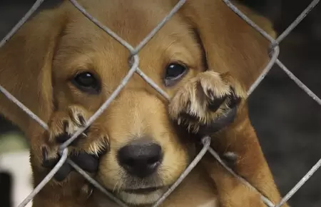 Muerte de animales por actos de crueldad ser�a sancionada