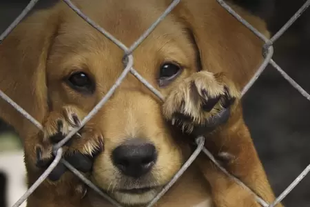 Muerte de animales por actos de crueldad ser�a sancionada