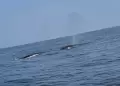 Ni�o Costero: Reportan avistamiento de ballenas en costas de Lima y Callao por fen�meno en el litoral