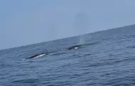 Niño Costero: Reportan avistamiento de ballenas en costas de Lima y Callao por fenómeno en el litoral