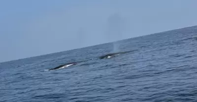 Reportan avistamiento de ballenas en playas de Lima y Callao.