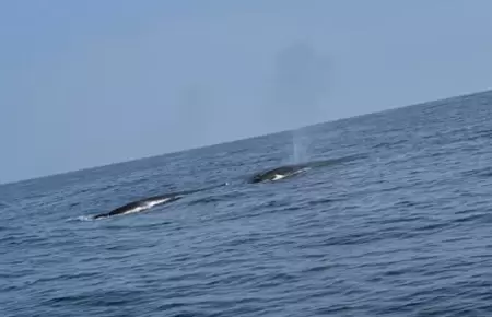 Reportan avistamiento de ballenas en playas de Lima y Callao.