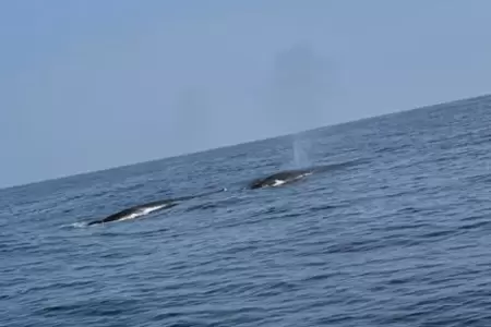 Reportan avistamiento de ballenas en playas de Lima y Callao.