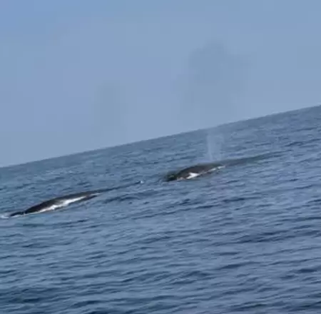 Reportan avistamiento de ballenas en playas de Lima y Callao.