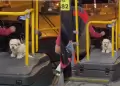 Chofer de bus de transporte p�blica se viraliza por salir a trabajar con su perrito: "Padre responsable"