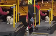 Chofer de bus de transporte pública se viraliza por salir a trabajar con su perrito: "Padre responsable"