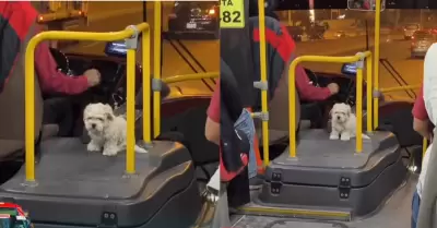 Chofer de transporte p�blico se vuelve viral por llevar a su perrito