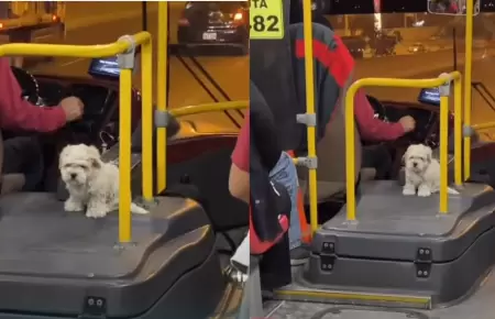 Chofer de transporte p�blico se vuelve viral por llevar a su perrito