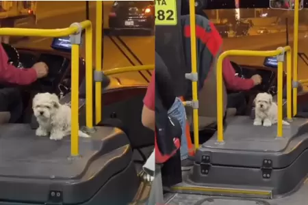 Chofer de transporte p�blico se vuelve viral por llevar a su perrito