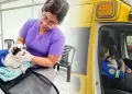 Panamericana Sur: Gatita atropellada es rescatada por brigadistas de Surco tras alerta de los vecinos