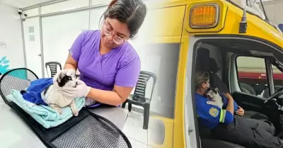 La gatita fue rescatada por brigadistas municipales.