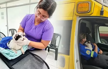 La gatita fue rescatada por brigadistas municipales.