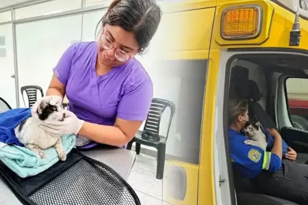 La gatita fue rescatada por brigadistas municipales.