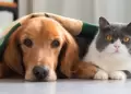 El INVENTO viral para los amantes de las mascotas: Un collar que INTERPRETA ladridos y maullidos