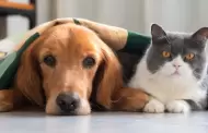 ¿Qué hacer con tu mascota durante un sismo?: claves para protegerla durante una emergencia