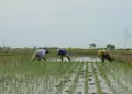 Agricultores arroceros bloquean carreteras en varias regiones del pa�s