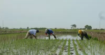 Agricultores de arroz incian paro en varias regiones del pa�s.
