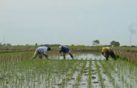 Agricultores de arroz incian paro en varias regiones del pa�s.