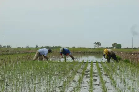 Agricultores de arroz incian paro en varias regiones del pa�s.