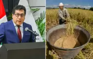 Gobierno destinará S/150 millones para apoyar a productores arroceros mediante Decreto de Urgencia
