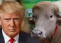 El b�falo "Donald Trump" se salva de ser sacrificado en ritual musulm�n gracias a su fama internacional