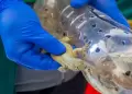 Rescatan 170 lagartijas en Tacna: reptiles eran vendidos ilegalmente por supuestas propiedades curativas