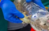 Rescatan 170 lagartijas en Tacna: reptiles eran vendidos ilegalmente por supuestas propiedades curativas