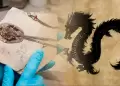 �Increible hallazgo milenario!: Paleont�logos descubren el f�sil de 'drag�n' que convivi� con los dinosaurios