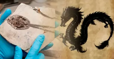 El f�sil fue hallado en un museo de China.