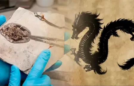 El f�sil fue hallado en un museo de China.