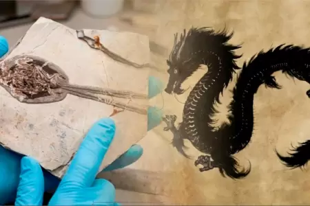 El f�sil fue hallado en un museo de China.