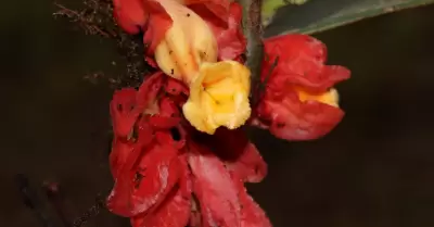 Nueva especie de planta es descubierta en la selva central del Per�: conoce los 