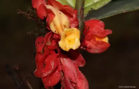 Nueva especie de planta es descubierta en la selva central del Per�: conoce los
