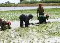 Gobierno destina S/ 170 millones para frenar crisis econ�mica de productores de arroz